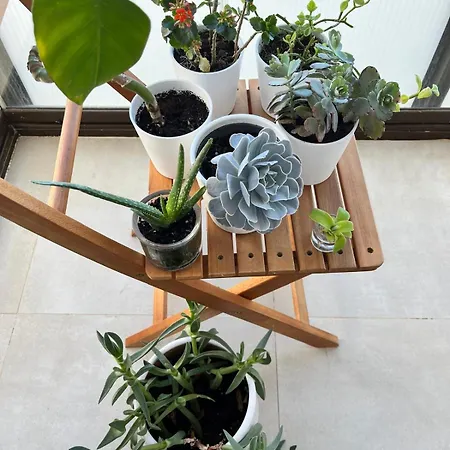 Mimar *